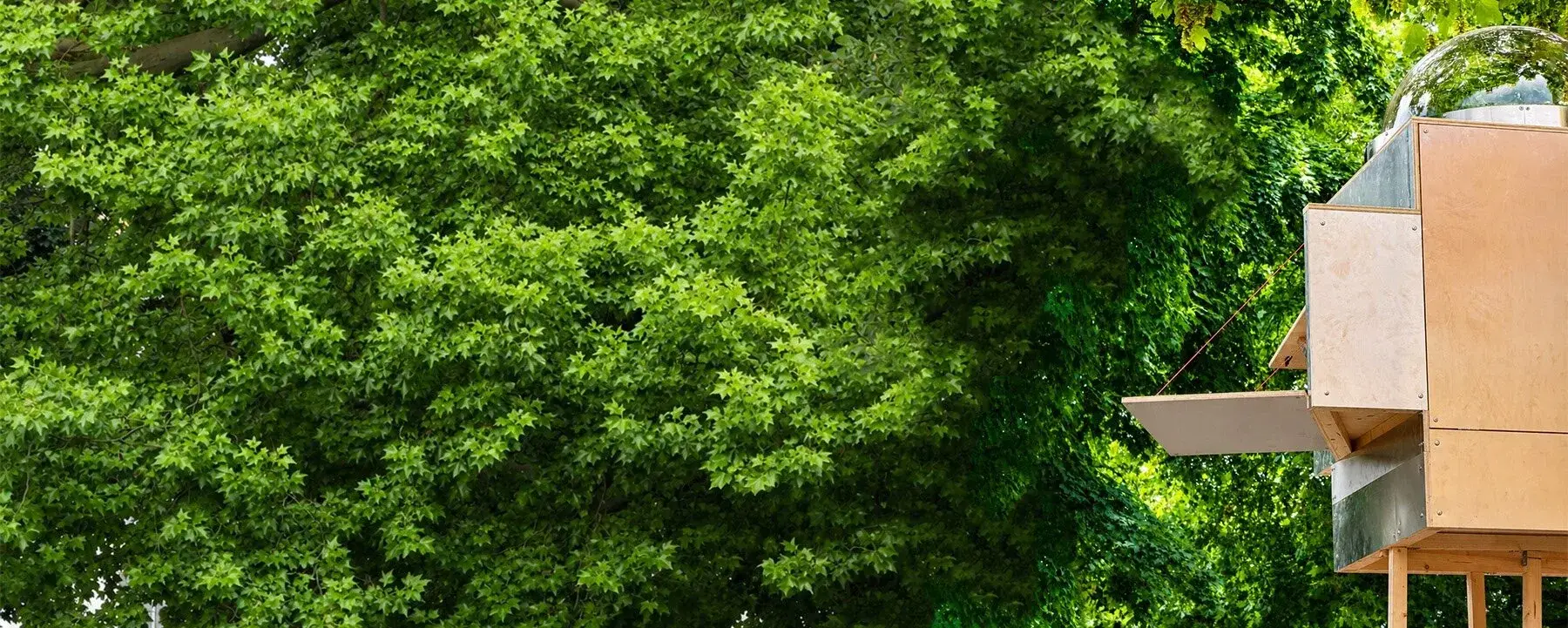 Vue depuis le Baumhaus Office vers les branches et la végétation de l’arbre
