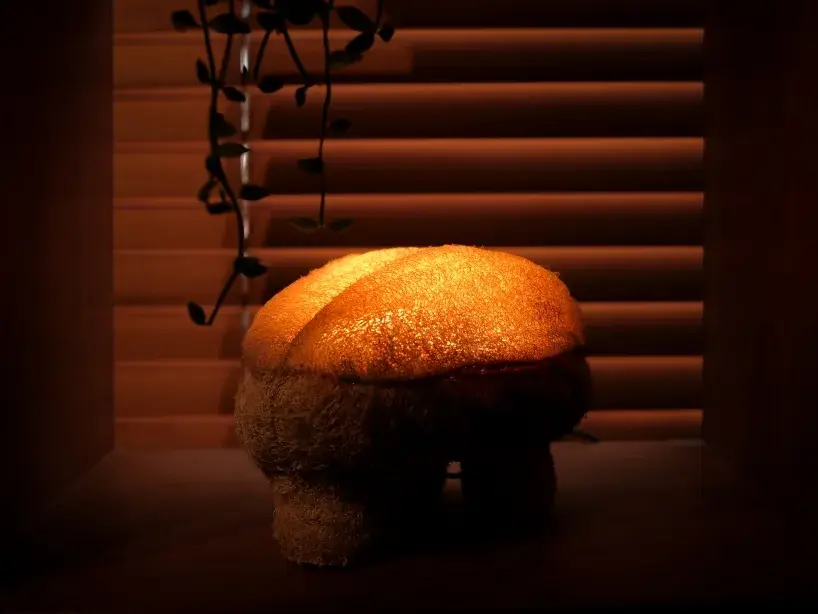 Échantillons de mycélium colonisant un substrat fibreux pendant les essais de GOURDO