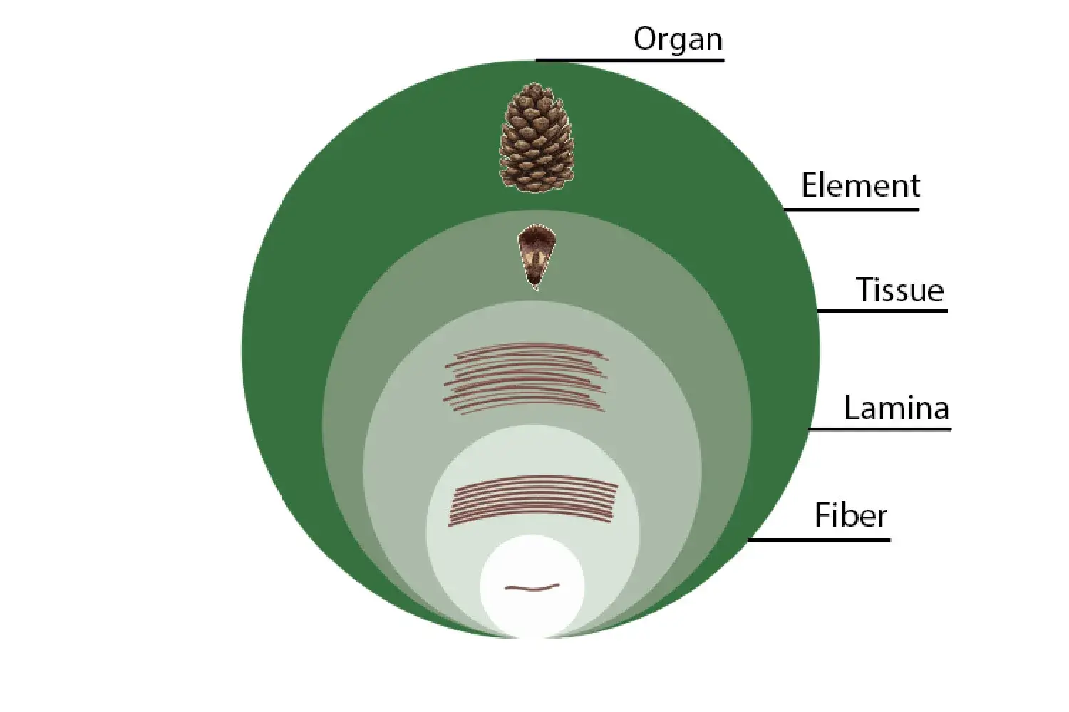 Schéma montrant les niveaux de structure d’un cône de pin, de la fibre à l’organe