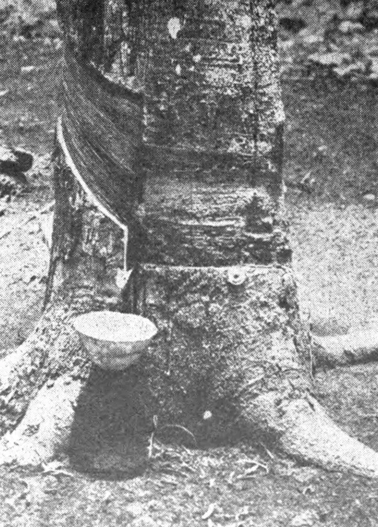 Photographie ancienne de récolteurs saignant des arbres à caoutchouc en rangées régulières